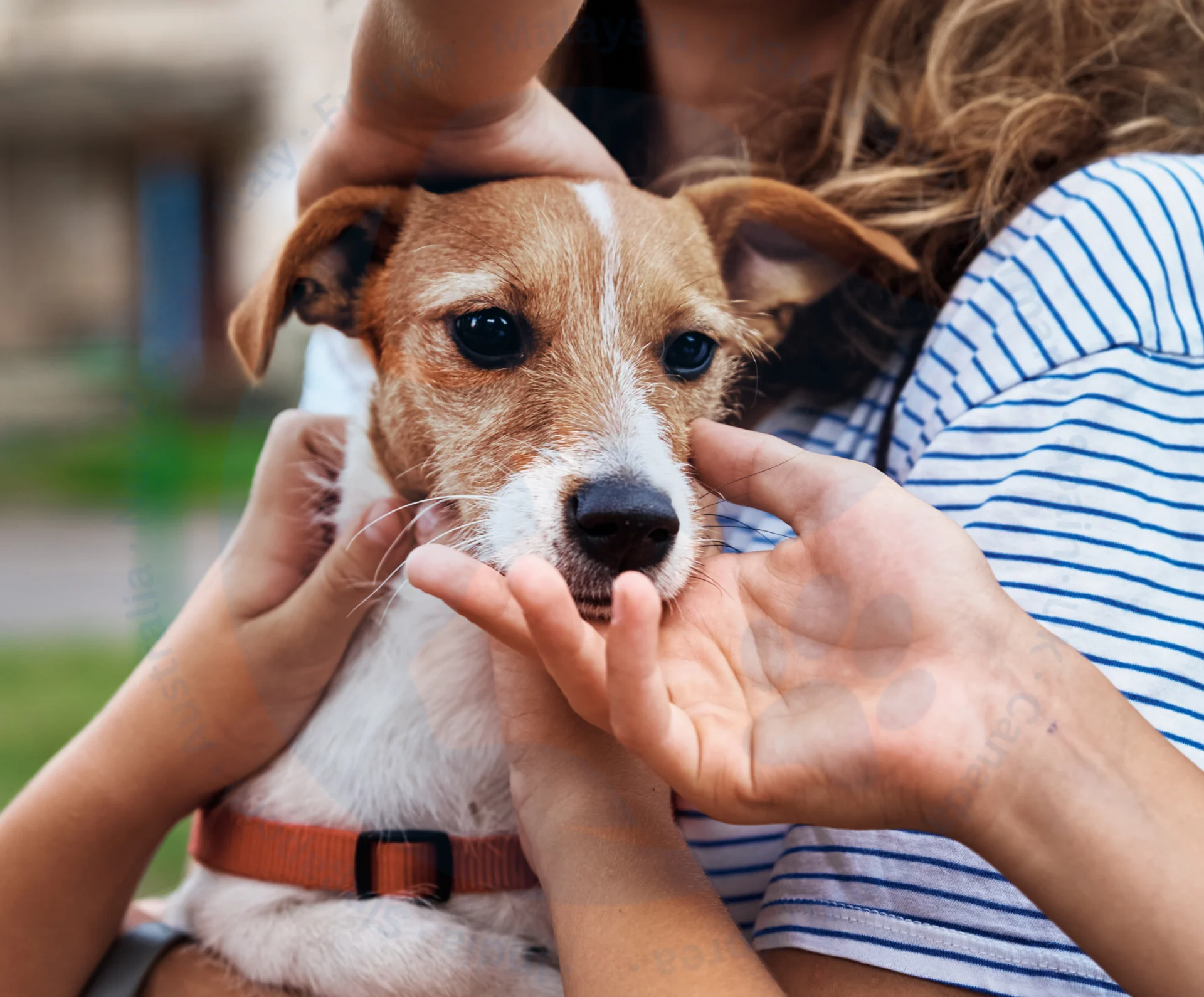 Children’s hands gently caressing a dog outdoors, representing the care and joy pets bring.