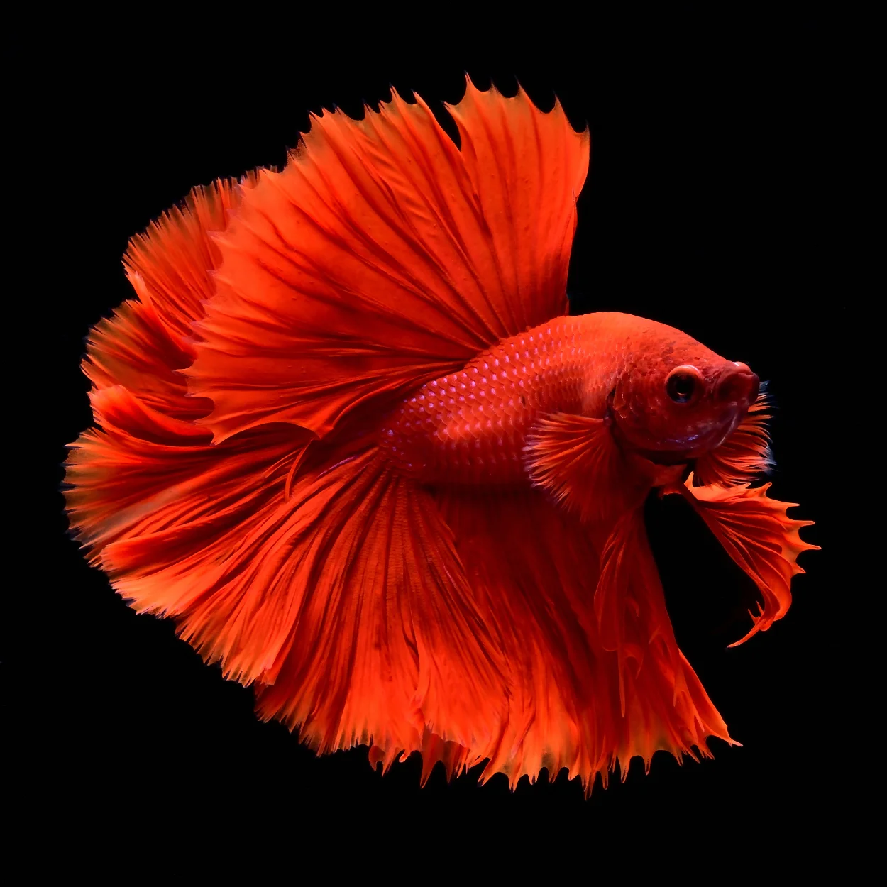 Betta Fish