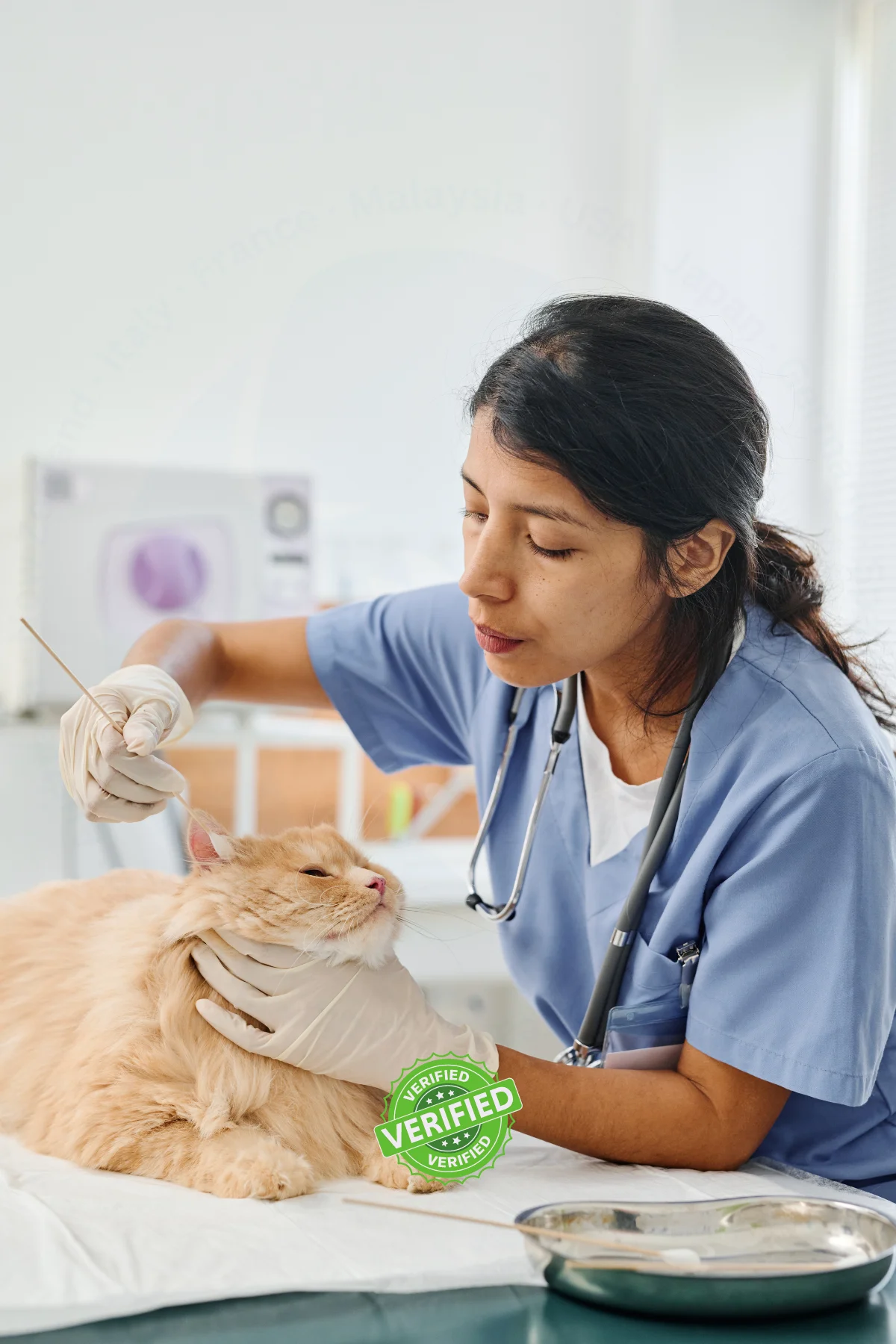 Professional vet cleaning a cat’s ears, representing trusted and verified pet care services on LetsPet.